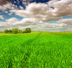 Obraz premium green wheat field against a blue sky