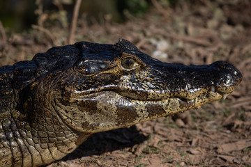 A large crocodilian reptile, the broad-snouted caiman (Caiman latirostris) on the border of pond in Pantanal, Brazil. 