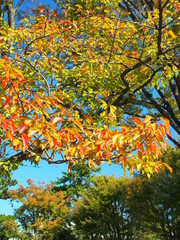 桜と欅の黄葉風景