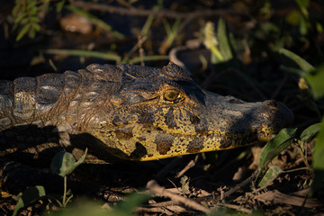 A large crocodilian reptile, the broad-snouted caiman (Caiman latirostris) on the border of pond in Pantanal, Brazil. 