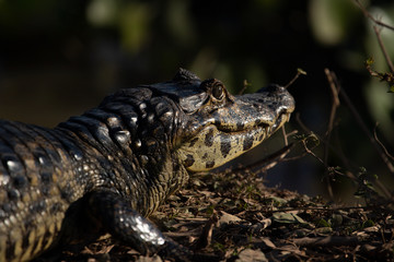 A large crocodilian reptile, the broad-snouted caiman (Caiman latirostris) on the border of pond in Pantanal, Brazil. 