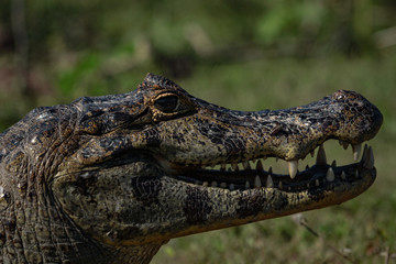 A large crocodilian reptile, the broad-snouted caiman (Caiman latirostris) on the border of pond in Pantanal, Brazil. 