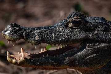 A large crocodilian reptile, the broad-snouted caiman (Caiman latirostris) on the border of pond in Pantanal, Brazil. 