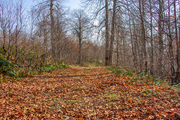 Fall autumn season landscape with forest and country road