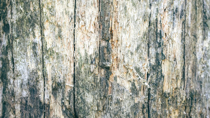 Tree bark texture. Natural wooden background with scratches.