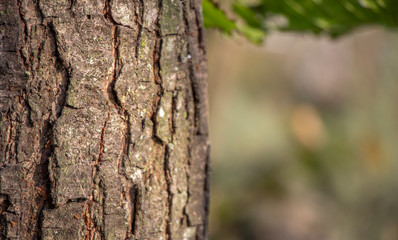 Tree bark texture. The body of the tree