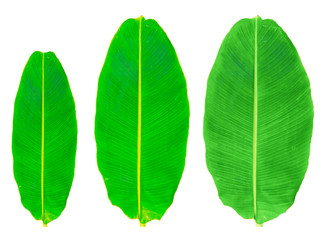  Banana leaf  texture are isolated on a white background