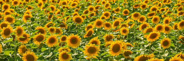 Fototapeta na wymiar Sunflower Flower Field on a sunny day.