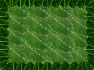  Banana leaf  texture background