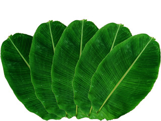  Banana leaf  texture are isolated on a white background