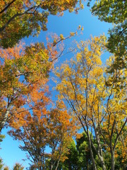 秋の公園の欅の黄葉と青空
