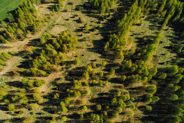 Aerial view on rural forest area in summer time, green forest from above 
