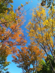 秋の公園の欅の黄葉と青空