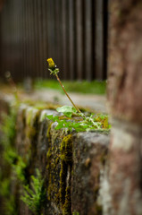 gelbe Blume auf Mauer