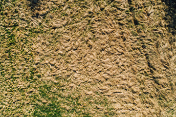 Burned grass field in sun, summer problem 
