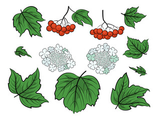 Set of Viburnum, Green Leaves, Red Berries and White Flowers, Isolated on White. Vector