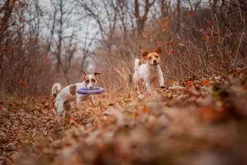 Two dogs of the Jack Russell Terrier breed run around the field in the park in autumn and play with a puller