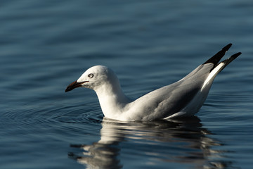 Seagull1