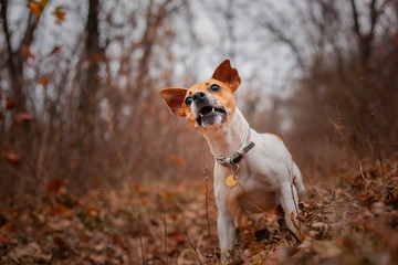 Dog breed Jack Russell Terrier sitting on the lawn in the park