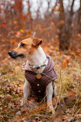 Dog breed Jack Russell Terrier sitting wearing a vest on the lawn in the park in autumn