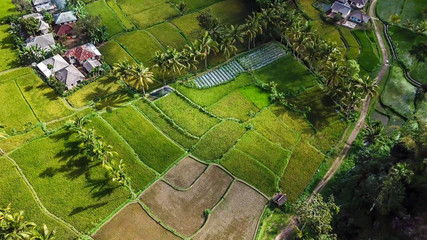 A top down drone shot of long stretching rice fields in Tetebatu, Lombok, Indonesia. There is a small village in the middle. Endless rice paddies are separated with pathways. Forrest on the side.