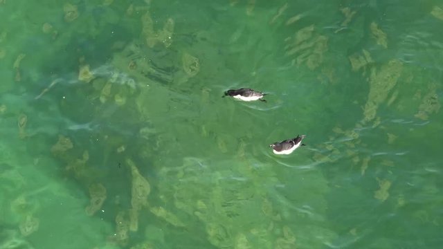 Razorbills, birds, diving and swimming underwater fishing for sand eels, to eat and feed chicks.