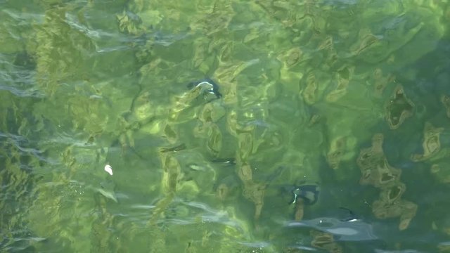 Razorbills, birds, diving and swimming underwater fishing for sand eels, to eat and feed chicks.