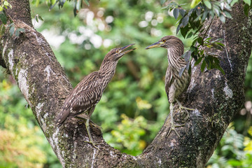 Young black-crowned Night HeronNycticorax nycticorax), Foz d'Iguaçu, Brazil