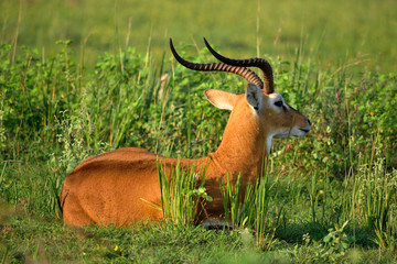 Ugandan antelope looking around in Murchison Falls NP, Uganda.