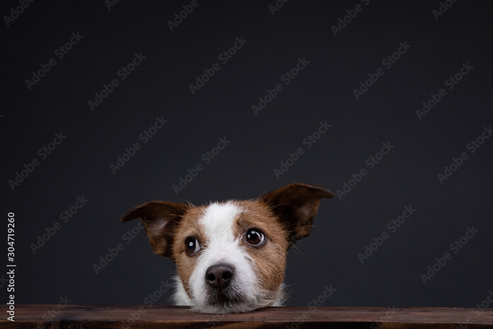 Wall mural the dog peeks out of the table. jack russell terrier in the studio on a dark background