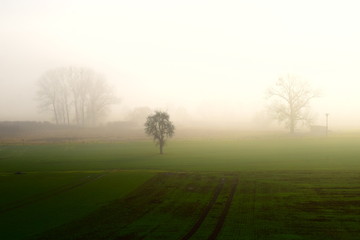 dichter Nebel in der Eifel