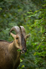 Portrait of a mountain goat taking his brunch shot at their Natural Habitat