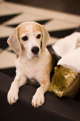 The dog lies on the sofa next to the pillows