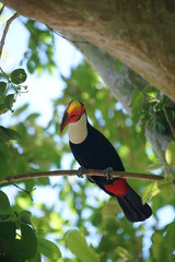 TUCAN    TOUCAN