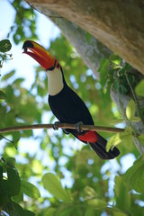 TUCAN    TOUCAN
