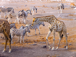 Fototapeta na wymiar Giraffes at waterhole - Etosha National Park - Namibia