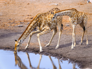 Giraffes at waterhole - Etosha National Park - Namibia