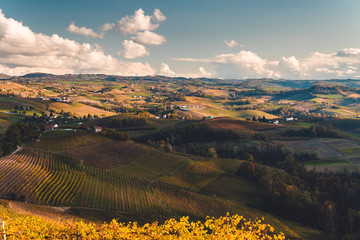 Vineyards in the province of Cuneo, Piedmont, Italy - obrazy, fototapety, plakaty