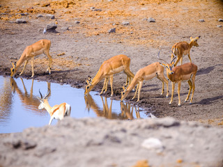 Wildlife around waterhole - Etosha National Park - Namibia