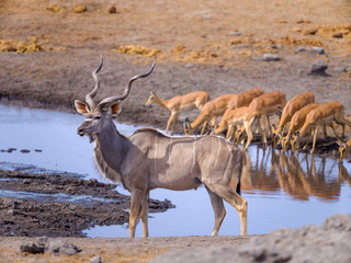 Wildlife around waterhole - Etosha National Park - Namibia