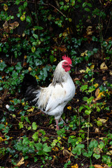rooster within nature  