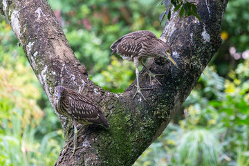 Young black-crowned Night HeronNycticorax nycticorax), Foz d'Iguaçu, Brazil