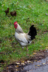 rooster at nature side 