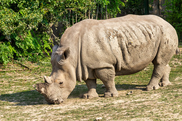 Obraz premium The white rhinoceros, respectively square-lipped rhinoceros (latin name Ceratotherium simum).