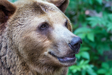 The brown bear (latin name Ursus arctos), head profile in close up view.