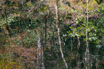 Abstract reflections of the forest in a river in the Great Smoky Mountains National Park