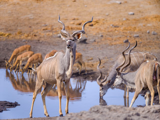 Wildlife around waterhole - Etosha National Park - Namibia
