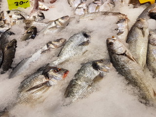 Raw Cupra fish close up, fish market showcase. Fresh raw fish in the ice.