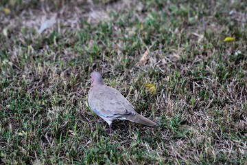 Tauben ähnlicher Vogel sucht auf einer Wiese nach Futter