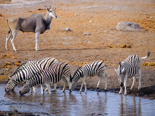Obraz na płótnie Canvas Zebras in Etosha National Park - Namibia